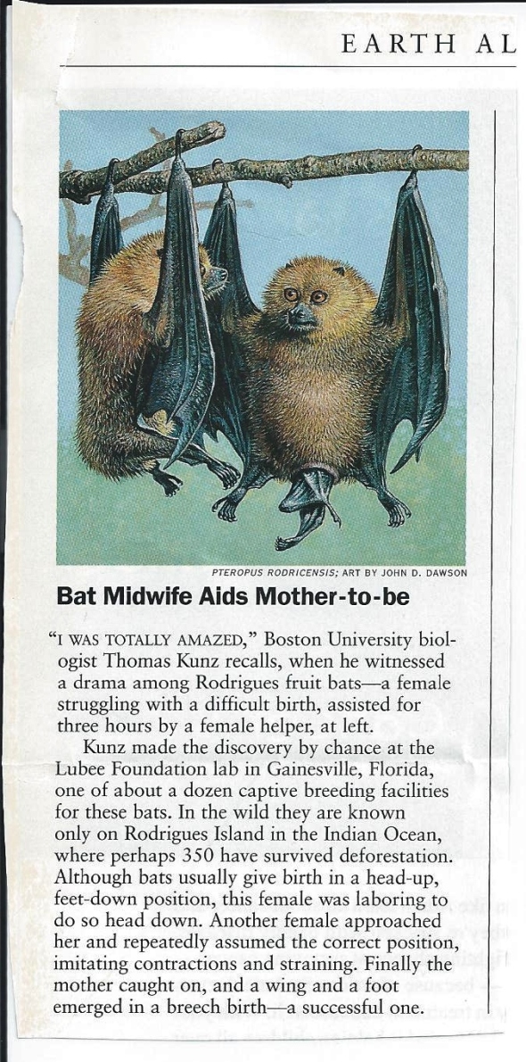 Journal article with headline 'Bat Midwife Aids Mother-to-be' 